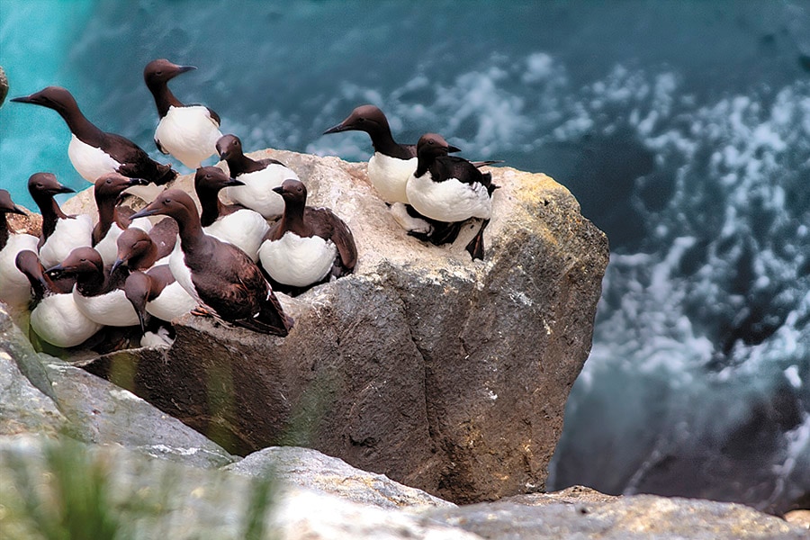 mg_92403_guillemots_280x210.jpg