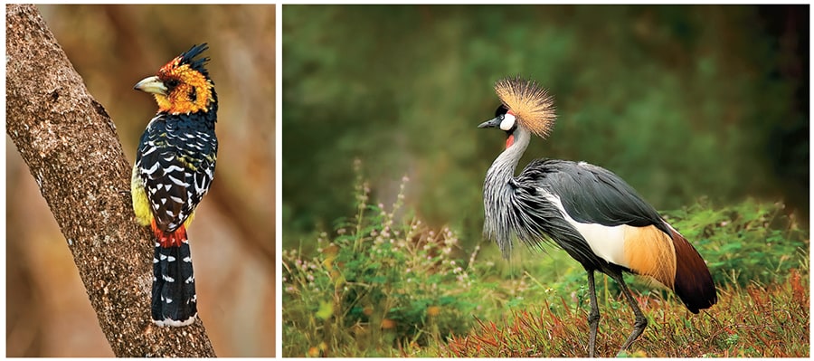 mg_97405_crownedcrane_280x210.jpg