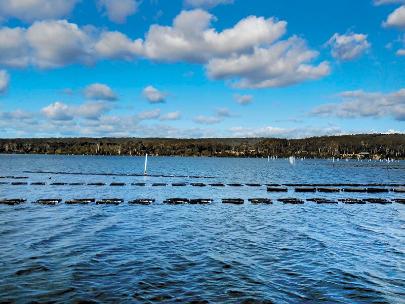 Oysters from Australia: Adding to the flavour on the plate