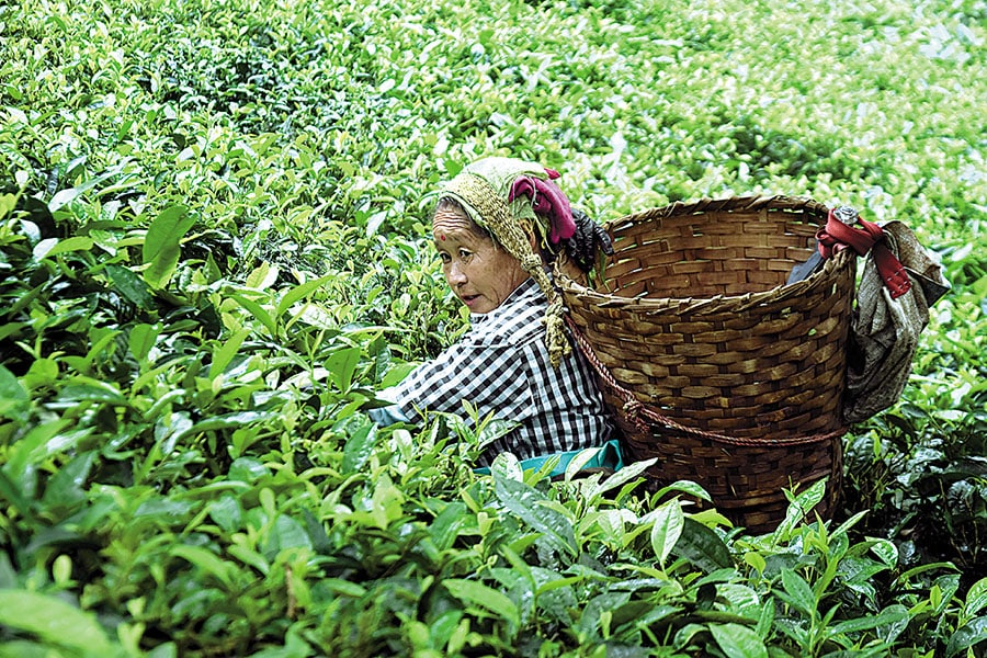 g_110355_tea_garden_worker_280x210.jpg