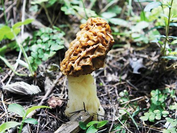 Chasing wild mushrooms that cost Rs 40,000 per kg