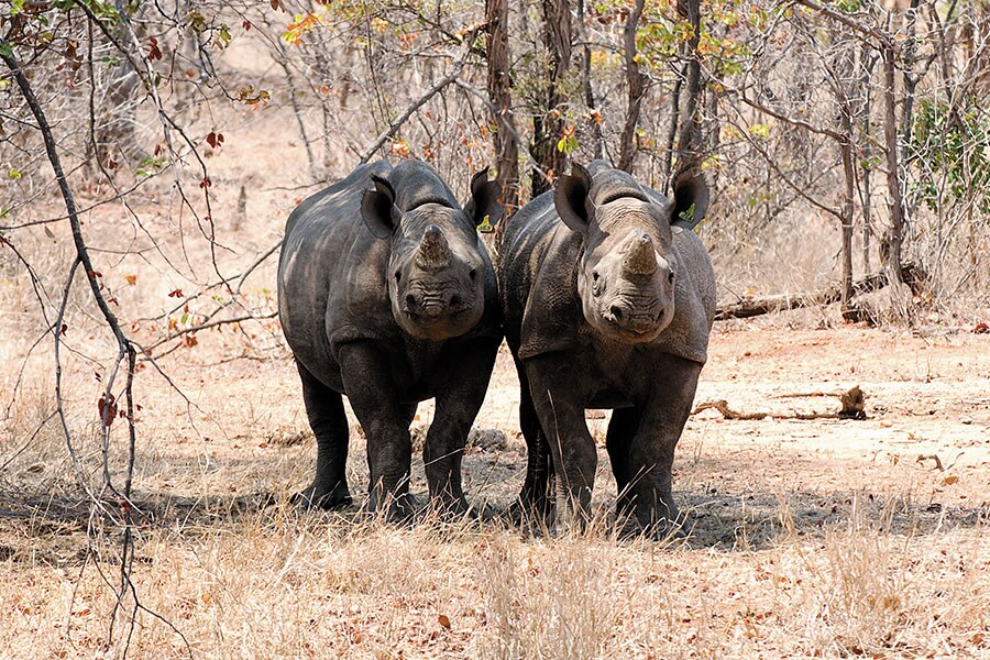 g_119137_blackrhinoswereorphanedbypoachers_280x210.jpg