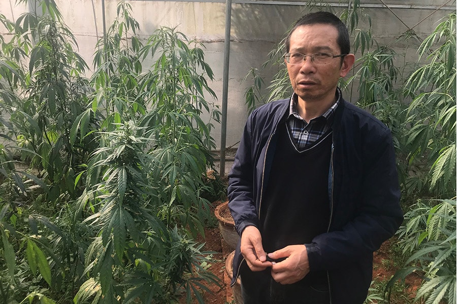 g_115641_chinacannabis2_bg_280x210.jpg