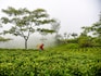 Darjeeling tea faces Nepali threat