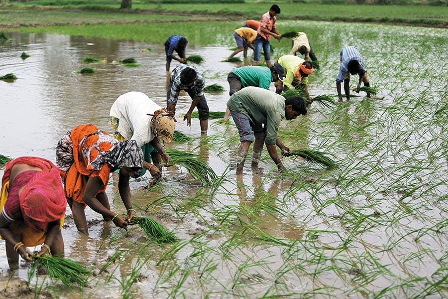 organic farming