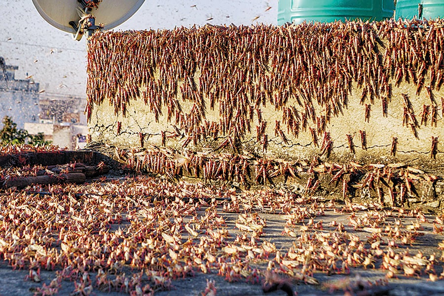 locust _ hornets attack-getty