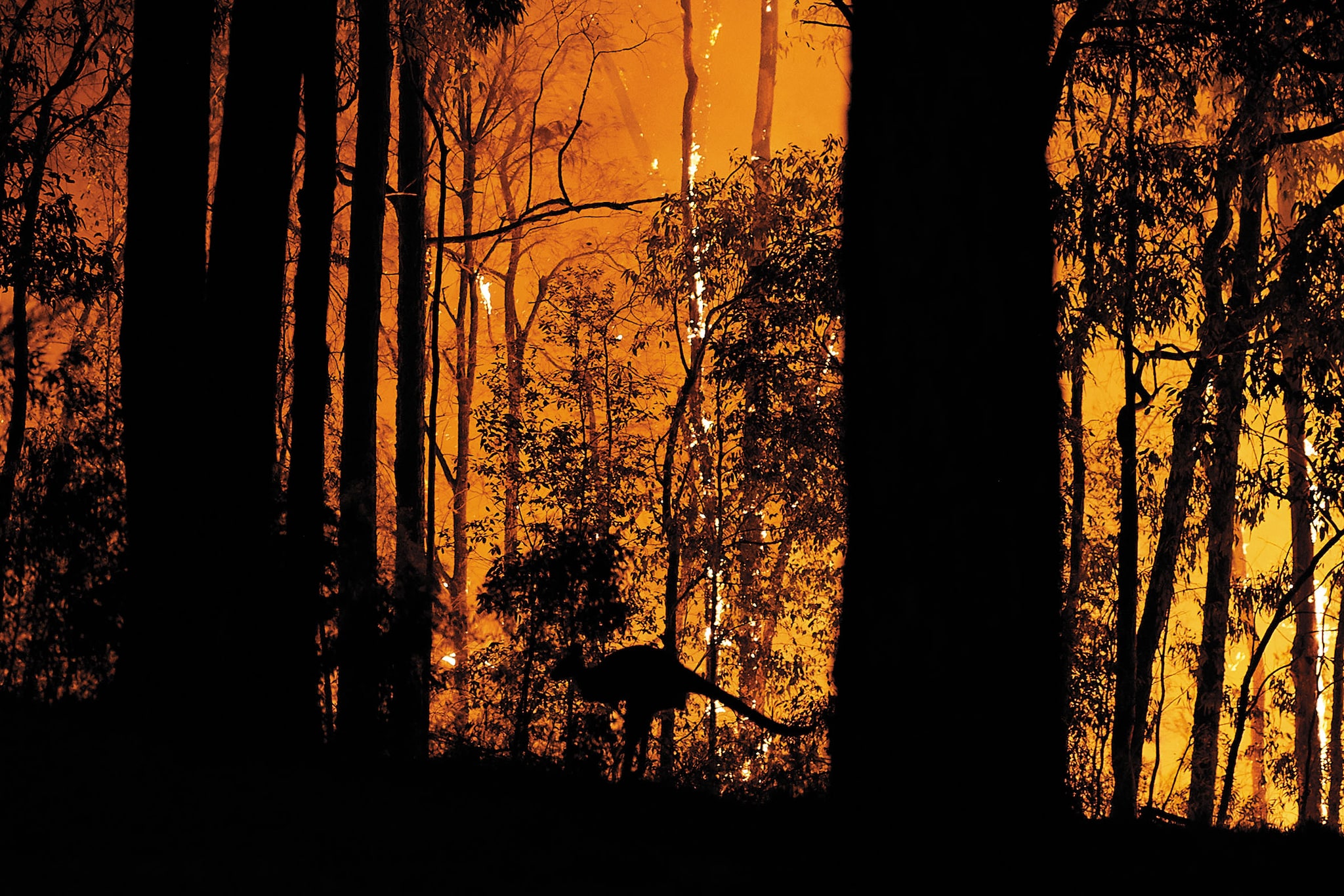 g_126563_forest_fire_280x210.jpg