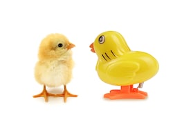 dual personality