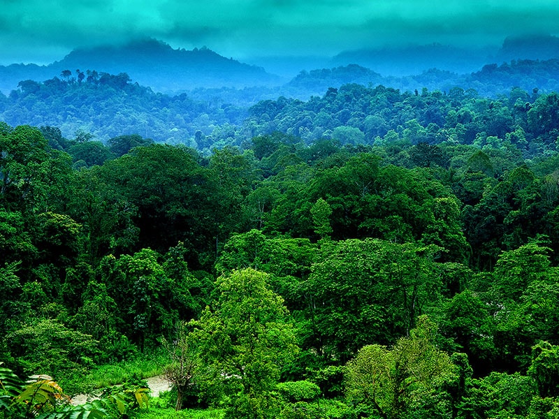 dehing patkai wild life rain forest