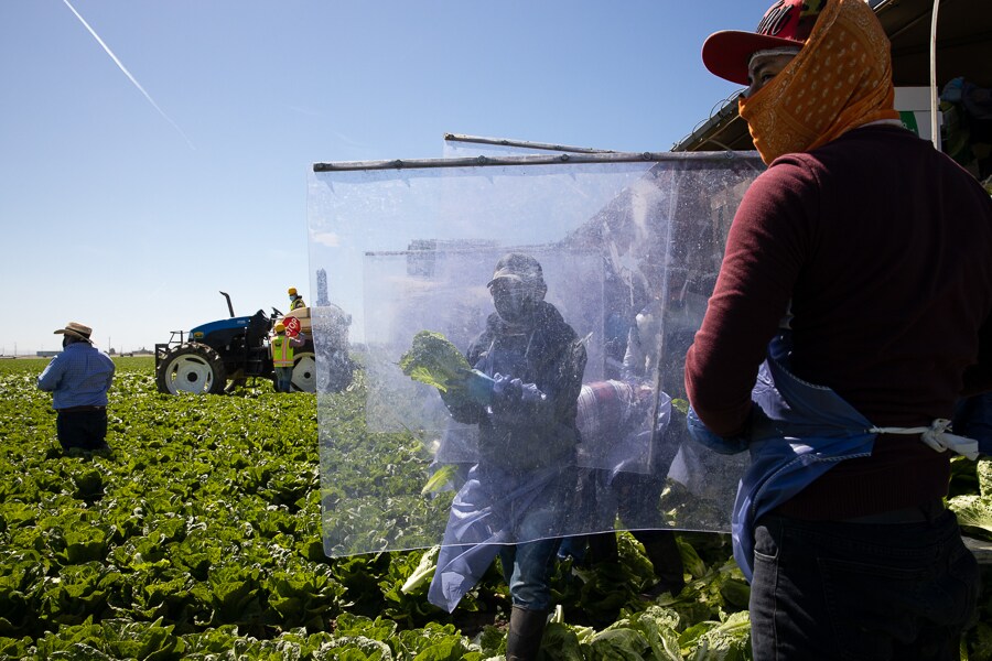 immigrant farm labour bg