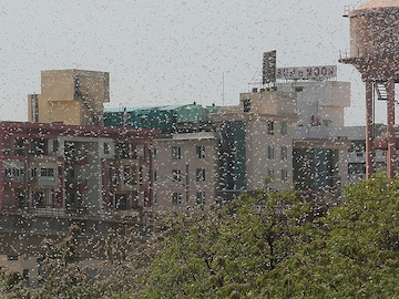 Photo of the day: Locusts attack Jaipur, Rajasthan