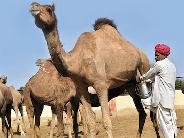 How the camel milk trend may save the camels