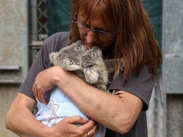 Photo of the Day: Koala twins rescued in Sydney