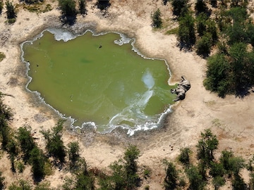 356 elephants dropped dead. Did this bacteria poison them?