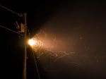 LED streetlights contribute to insect population declines: study