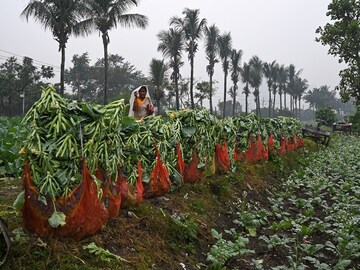 Photo of the Day: Saving the harvest