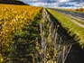 How major champagne makers are going green