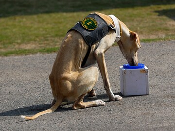 Photo of the Day: Canine to the rescue