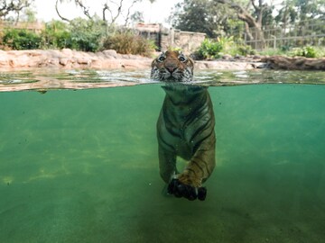 Photo of the Day: Wildlife back to business