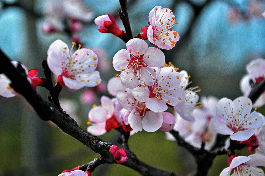 8.meghalayacherryblossom_gettyimages-1209597843-bg