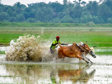 Photo of the day: The bull run