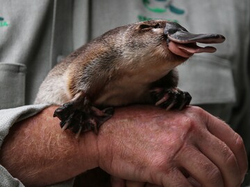 Photo of the Day: World Wildlife Day 2020—Saving the platypus