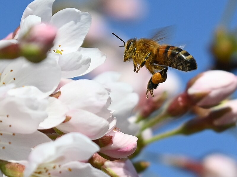 Photo of the Day: Spring in blossom