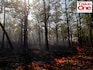 Can wildfires be prevented in a world dealing with climate change?