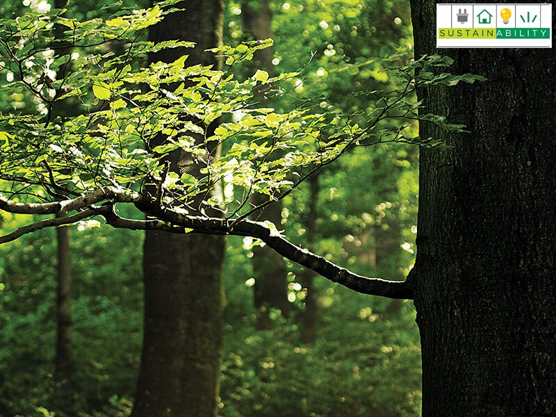 sustainable forest
