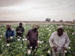 In hard times, Afghan farmers are turning to Opium for security