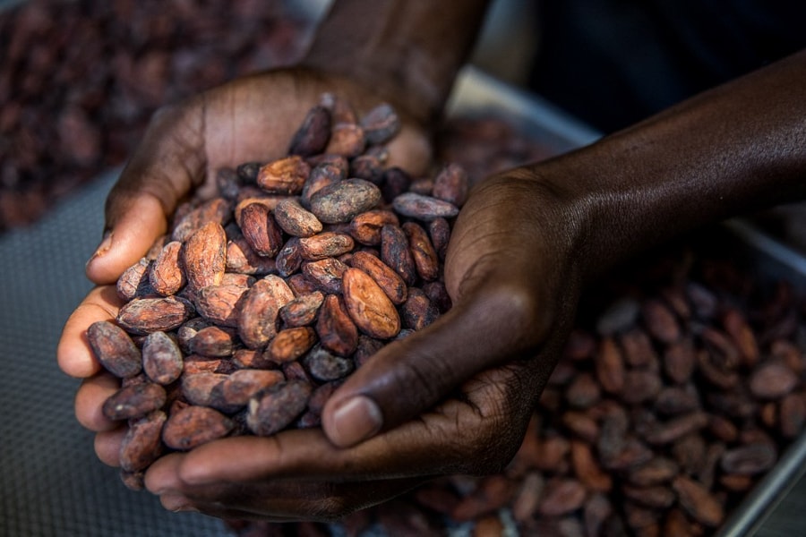 Is lab-grown chocolate the answer to the impending 'chocapocalyspe'?