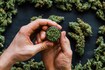 Legalised cannabis: A rarity around the world