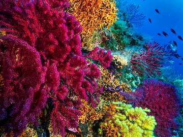 Researchers may have found a solution for protecting coral reefs