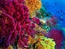 Researchers may have found a solution for protecting coral reefs
