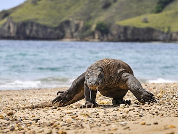 Komodo dragon, 2-in-5 shark species lurch towards extinction