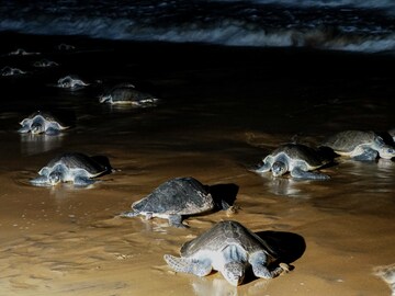 Photo Of The Day: The return of Olive Ridley turtles