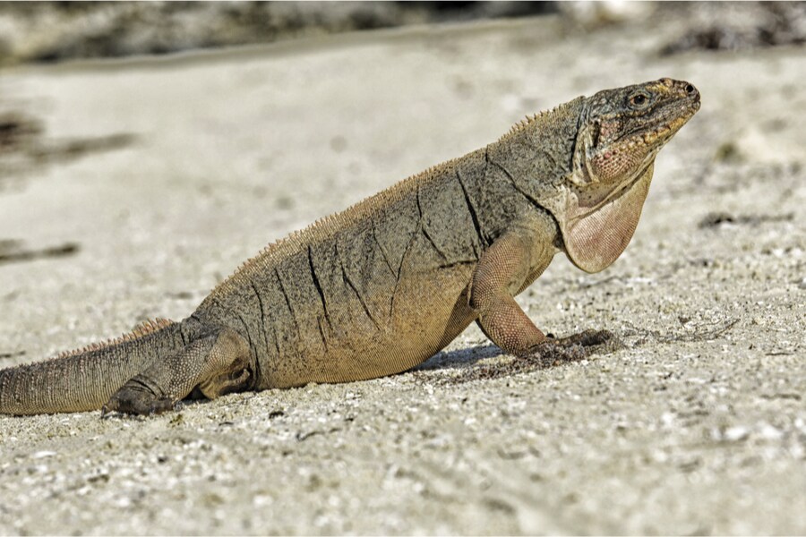 Ecotourism giving rare iguanas a sweet tooth and high blood sugar