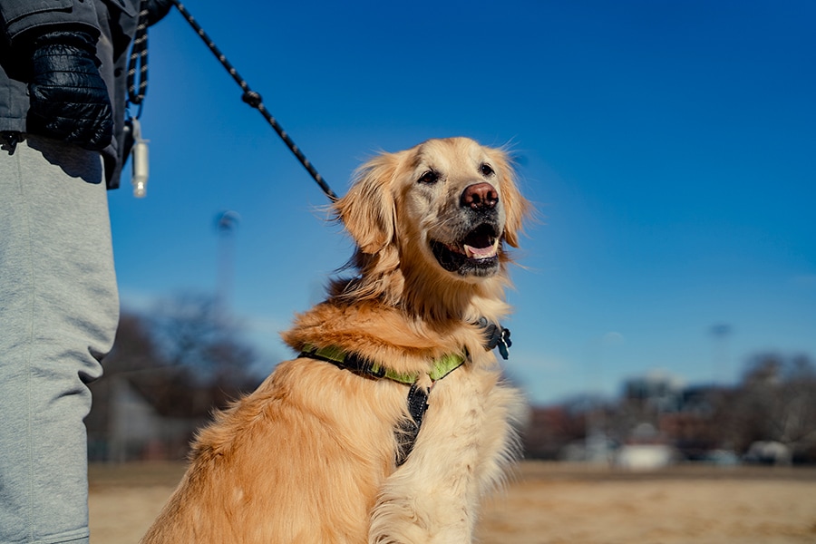 All dogs are good, and it has nothing to do with breeds