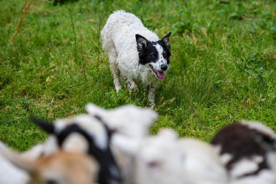 Duggie with ewe lambs in Nashville, Tenn., April 14, 2019. Retrievers that don’t retrieve and Papillons that point are all possible because the genes that shape dog behavior predate modern breeding that focuses on appearance, according to a new study. (William DeShazer/The New York Times)