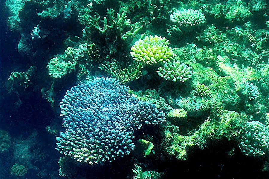 

This picture of the coral on the Great Barrier Reef, off the coast of the Australian state of Queensland, was taken March 7, 2022.
Image: Glenn Nicholls / AFP 