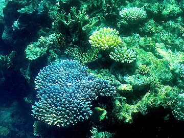 Great Barrier Reef sees the fragile coral comeback