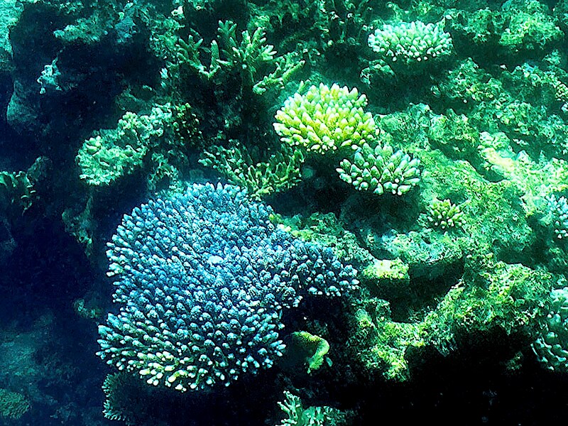Great Barrier Reef sees the fragile coral comeback