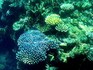 Great Barrier Reef sees the fragile coral comeback