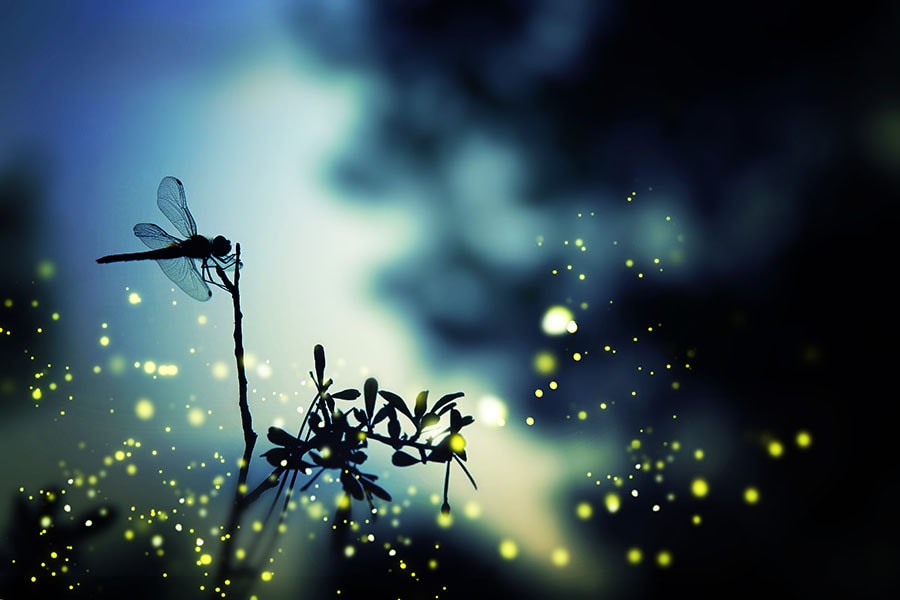 Crypto-focused venture firm Dragonfly acquires hedge fund