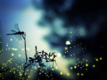 Crypto-focused venture firm Dragonfly acquires hedge fund
