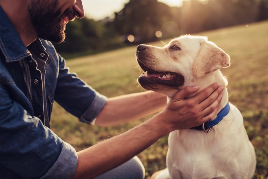 When dogs were reunited with their owners after five to seven hours of separation, they 