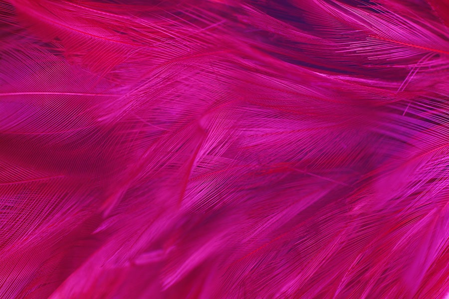 Viva Magenta, color of the year for 2023
Image: Shutterstock