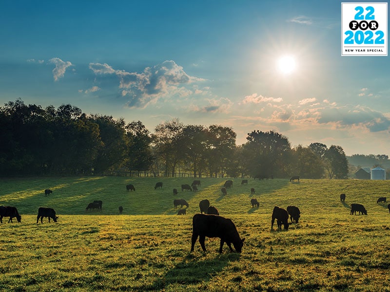 grazing animals