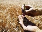 Wheat war: How Ukraine conflict raises hunger fears