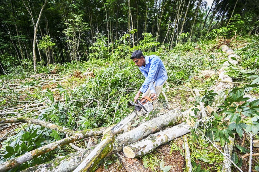 A lumberjack chops rubber trees felled in Nehinna village on June, 2022, to feed the rising demand for firewood as the cash-strapped island runs out of dollars to import gas for cooking stoves. Image: Ishara S. KODIKARA / AFP